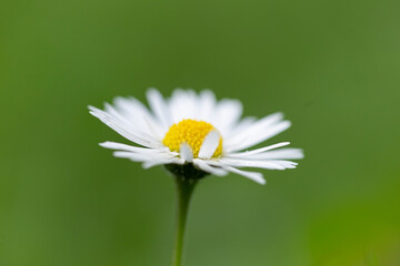 Common daisy (Bellis perennis) on the meadow in spring. Closeup of daisy in garden. Bellis perennis  © ihorhvozdetskiy