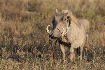 Warzenschwein und Rotschnabel-Madenhacker / Warthog and Red-billed oxpecker / Phacochoerus...