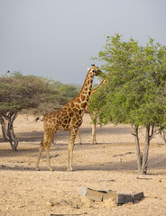 Herd of Giraffes in a wildlife conservation park, Abu Dhabi, United Arab Emirates