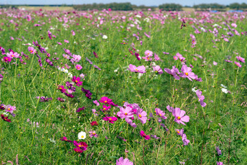 コスモスの花畑　宮ノ下コスモス広苑