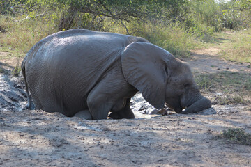 Fototapeta premium Afrikanischer Elefant / African elephant / Loxodonta africana
