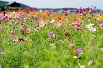 コスモスの花畑　宮ノ下コスモス広苑