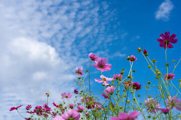 コスモスの花畑　宮ノ下コスモス広苑