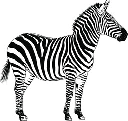 Fototapeta na wymiar jumping striped African Zebra, hand-drawn in full- length