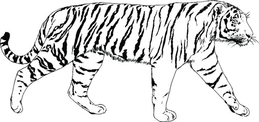 Fototapeta na wymiar tiger drawn with ink from the hands of a predator tattoo 