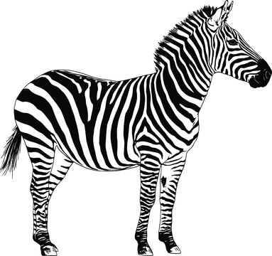 jumping striped African Zebra, hand-drawn in full- length