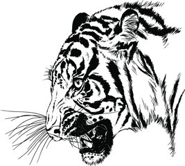 tiger drawn with ink from the hands of a predator tattoo 