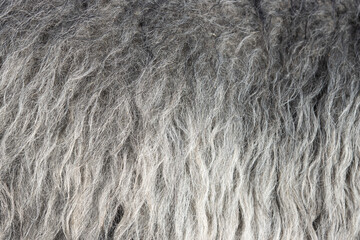 Ram fur texture.