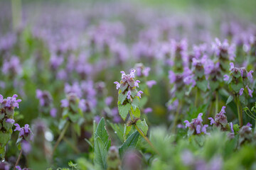 Flowered Lamium purpureum. Magic flowers red dead nettle (Lamium purpureum) in the morning dew.