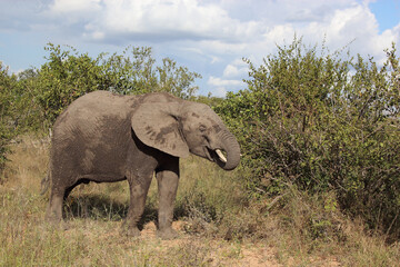 Fototapeta premium Afrikanischer Elefant / African elephant / Loxodonta africana..
