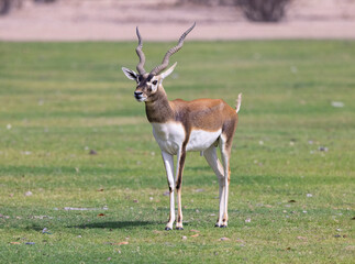 Blackbuck gazelle at a wildlife conservation park in Abu Dhabi, UAE