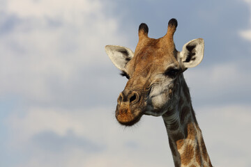 Giraffe / Giraffe / Giraffa Camelopardalis
