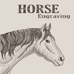 illustration horse head with engraving style