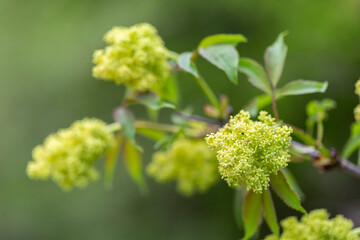 Blooming red elderberry (Sambucus racemosa) in a beautiful evening light. Beautiful flowers of...