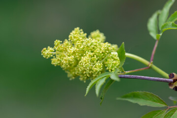 Blooming red elderberry (Sambucus racemosa) in a beautiful evening light. Beautiful flowers of blooming red elderberry shrub on green background. Selective focus, closeup. 