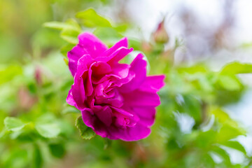 Blooming Rugosa Rose (Rosa rugosa) in a beautiful evening light. Beautiful flowers of blooming Rugosa Rose shrub on green background. Selective focus, closeup. Nature concept for green design.