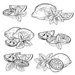 Lemon fruits and  peppermint. Vector  illustration.