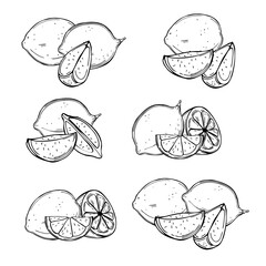 Citrus fruits. Lime. Vector   illustration.