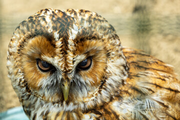 Angry Owl