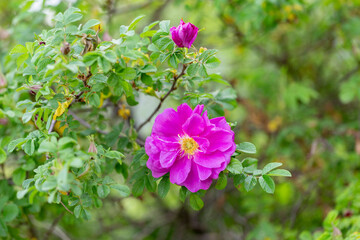 Blooming Rugosa Rose (Rosa rugosa) in a beautiful evening light. Beautiful flowers of blooming Rugosa Rose shrub on green background. Selective focus, closeup. Nature concept for green design.