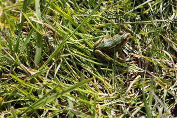 Frog in grass 