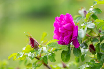 Blooming Rugosa Rose (Rosa rugosa) in a beautiful evening light. Beautiful flowers of blooming Rugosa Rose shrub on green background. Selective focus, closeup. Nature concept for green design.