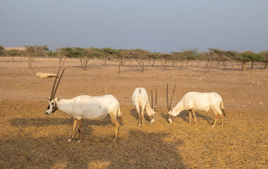 Arabian Oryx Antelope at a wildlife conservation park in Abu Dhabi, United Arab Emirates