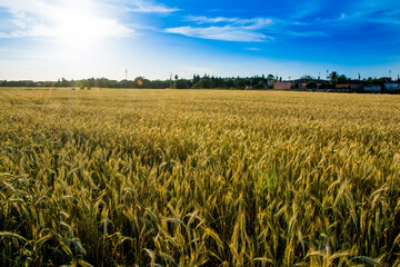 Wheat field at sunrise on a spring day