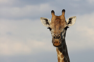 Giraffe / Giraffe / Giraffa Camelopardalis