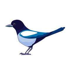 Magpies are birds of the Corvidae family. Bird Cartoon flat style beautiful character of ornithology, vector illustration isolated on white background