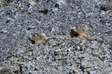 	
Murmeltiere im Herbst in den Alpen	
