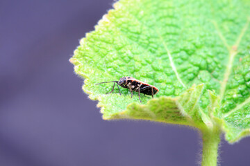 Bugs on green leaves, North China