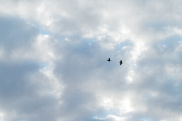 Silhouettes of two birds cranes with with open wings on a blue sky with white clouds