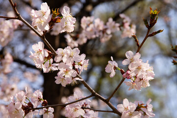natural background in early spring fresh tender flowers of a garden tree