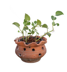 plant in a pot
