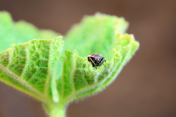 Bugs on green leaves, North China