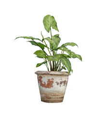 Fototapeta premium plant in a pot