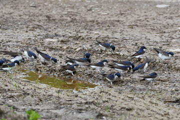 Obraz premium Mehlschwalben mit Nistmaterial 