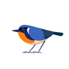 Firethroat bird also known as David's rubythroat or Père David's orangethroat is a species of passerine bird in the family Muscicapidae. Calliope pectardens. Cartoon flat style vector illustration