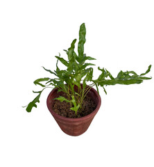 Naklejka premium rosemary in a pot