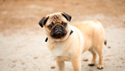 pug puppy