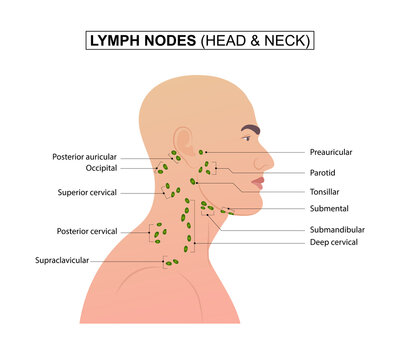 Lymph nodes of the head and neck