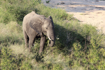 Afrikanischer Elefant / African elephant / Loxodonta africana