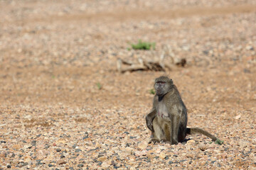 Bärenpavian / Chacma baboon / Papio ursinus..