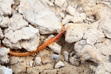 Centipede crawls on the ground, North China