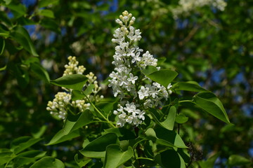 white lilac flowers in the garden
