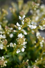 Evergreen candytuft