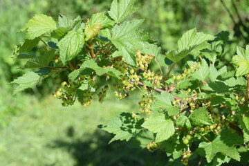 Fototapeta na wymiar green berries on the bush, berry maturation