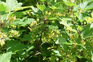 green berries on the bush, berry maturation