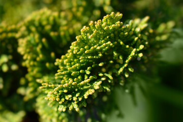 Hinoki cypress Nana Gracils